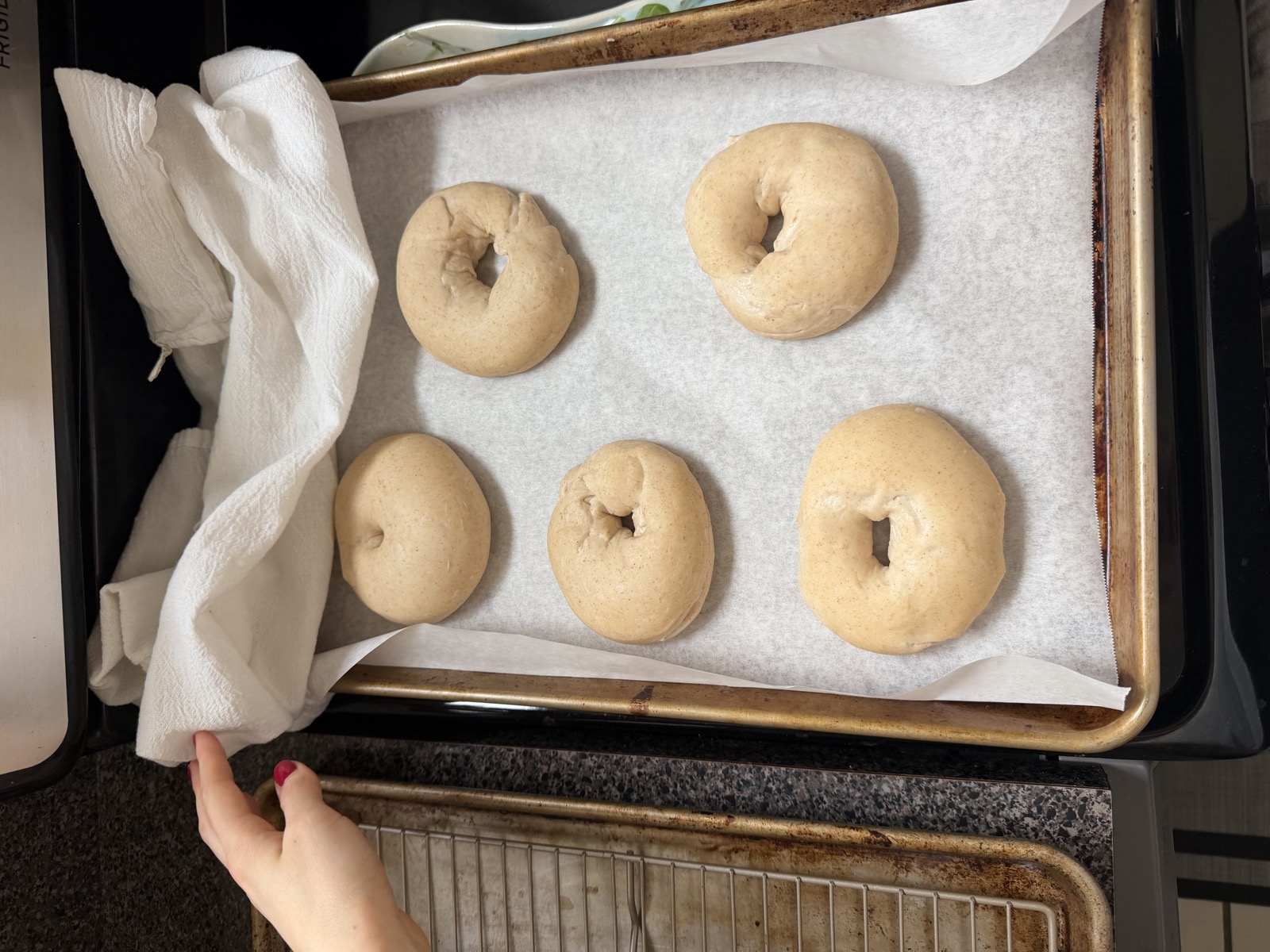 Shaped bagel dough proofing under a towel